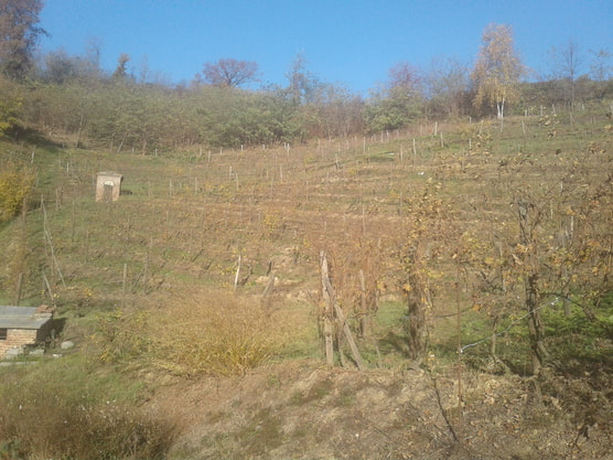 Vineyard at Villa Era, Alto Piemonte