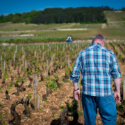 Voillot looks on in frustration at Fremiets Vineyard in Volnay