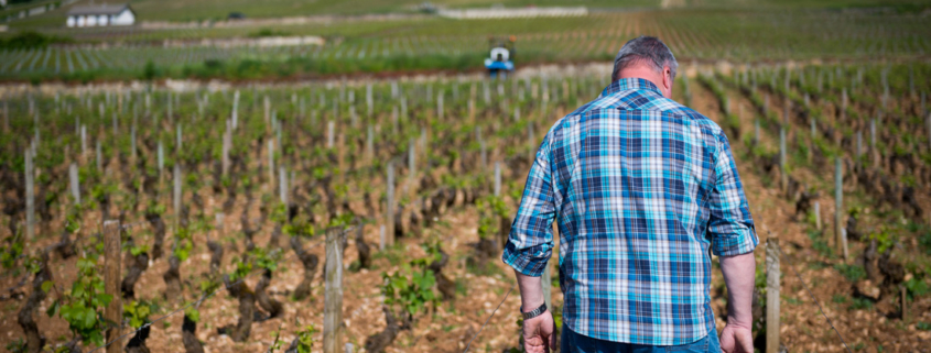 Voillot looks on in frustration at Fremiets Vineyard in Volnay