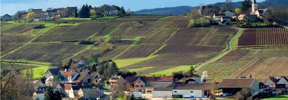 Burgundy Wine